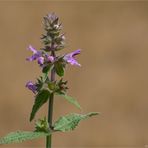 Sumpf-Ziest (Stachys palustris) .