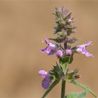 Sumpf-Ziest (Stachys palustris) ...........