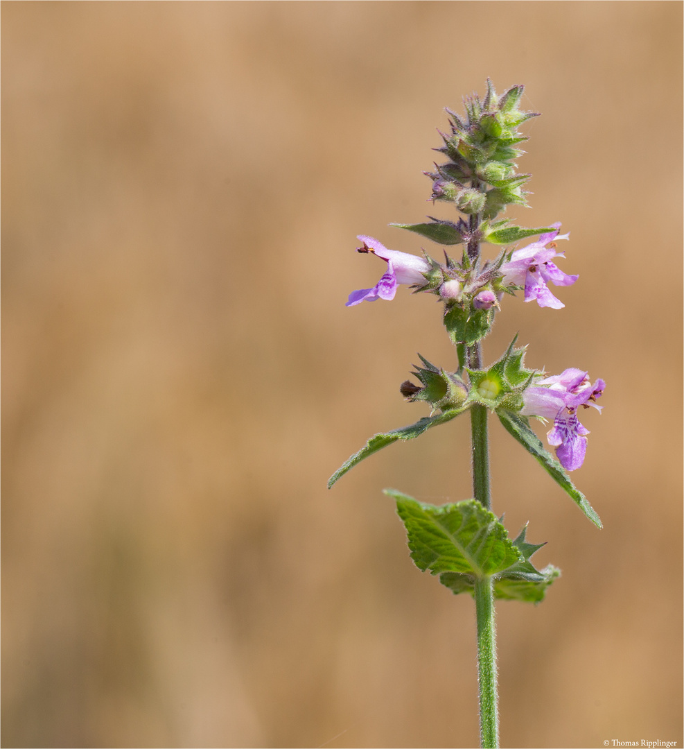 Sumpf-Ziest (Stachys palustris) ...............