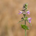 Sumpf-Ziest (Stachys palustris) ...............