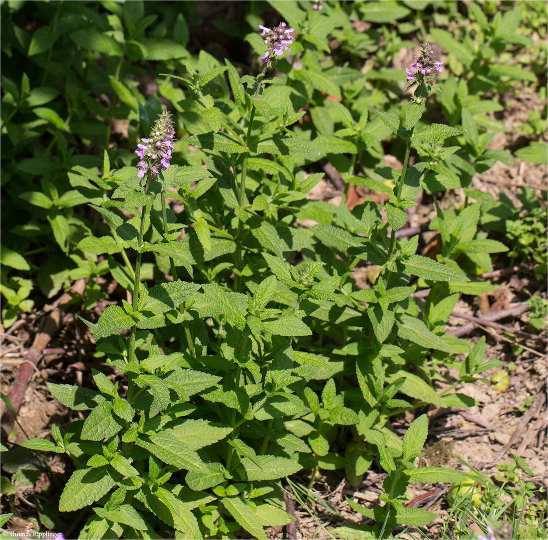 Sumpf-Ziest (Stachys palustris)