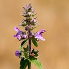 Sumpf-Ziest (Stachys palustris)