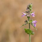 Sumpf-Ziest (Stachys palustris)