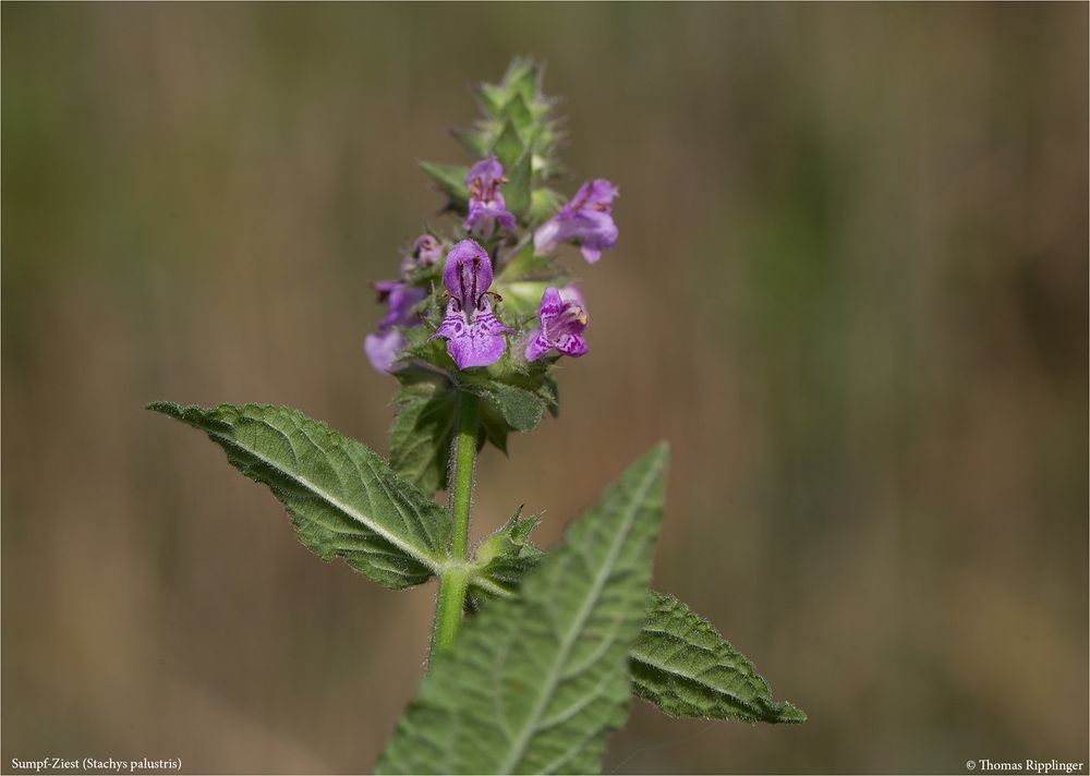 Sumpf-Ziest (Stachys palustris) .....