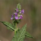 Sumpf-Ziest (Stachys palustris) .....