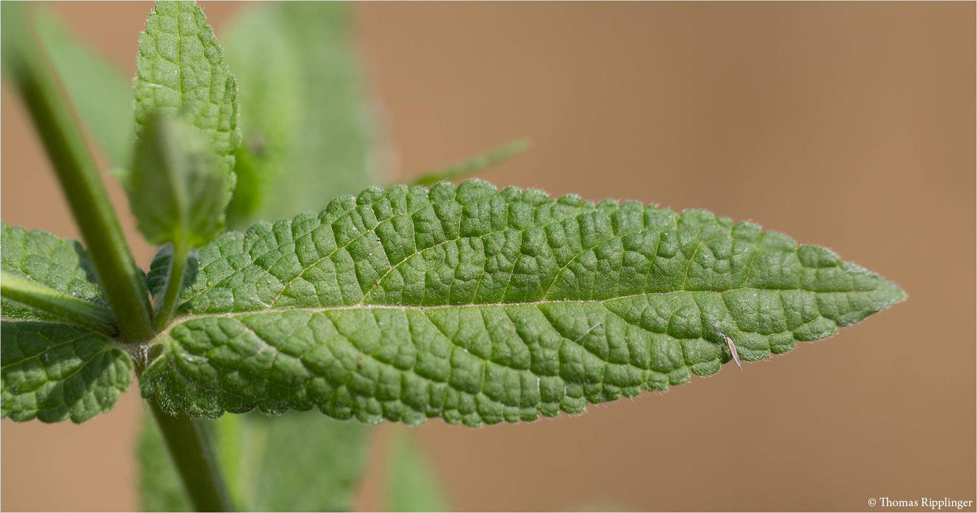 Sumpf-Ziest (Stachys palustris) ...................