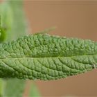 Sumpf-Ziest (Stachys palustris) ...................