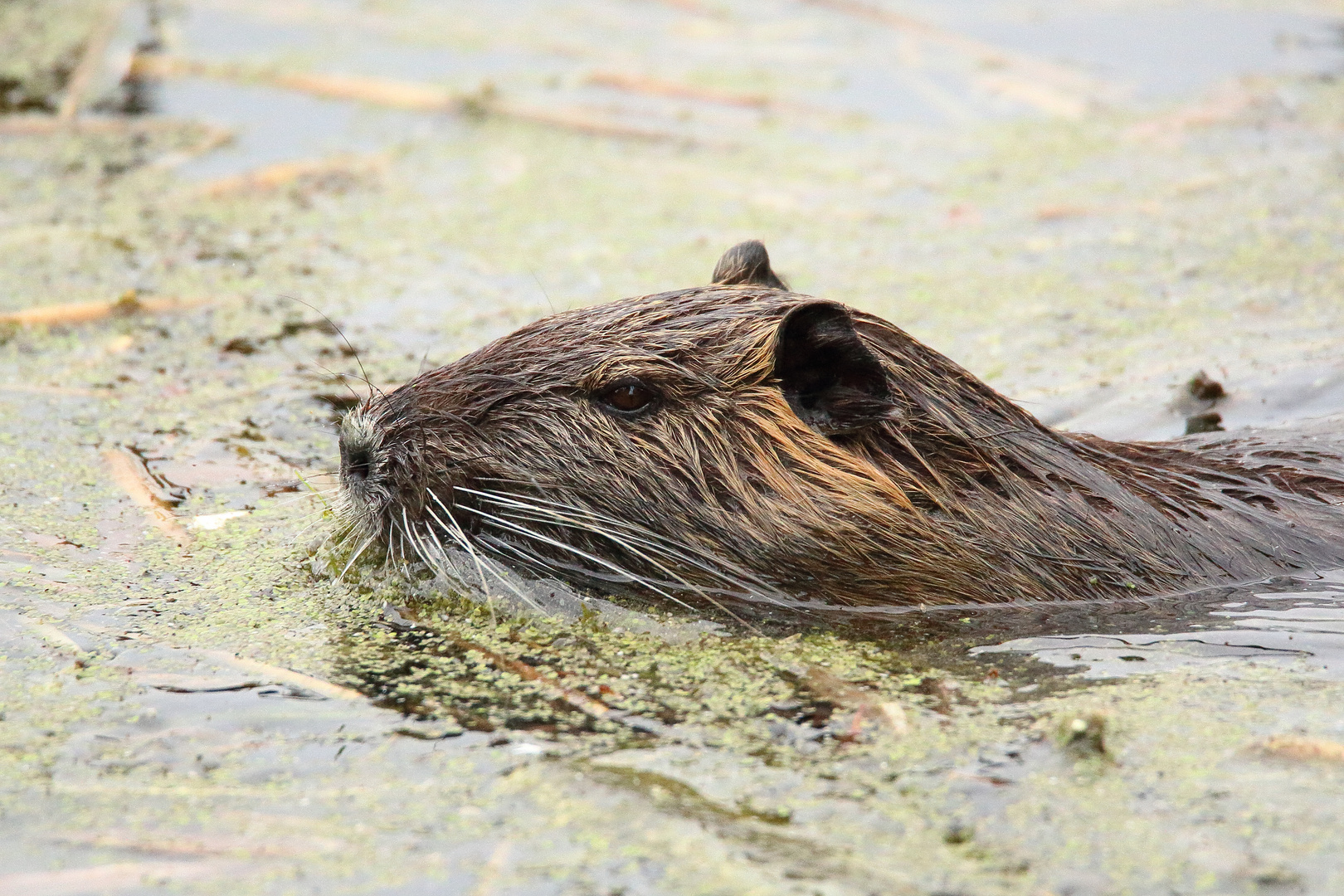 Sumpfbiber (Nutria)