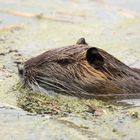 Sumpfbiber (Nutria)