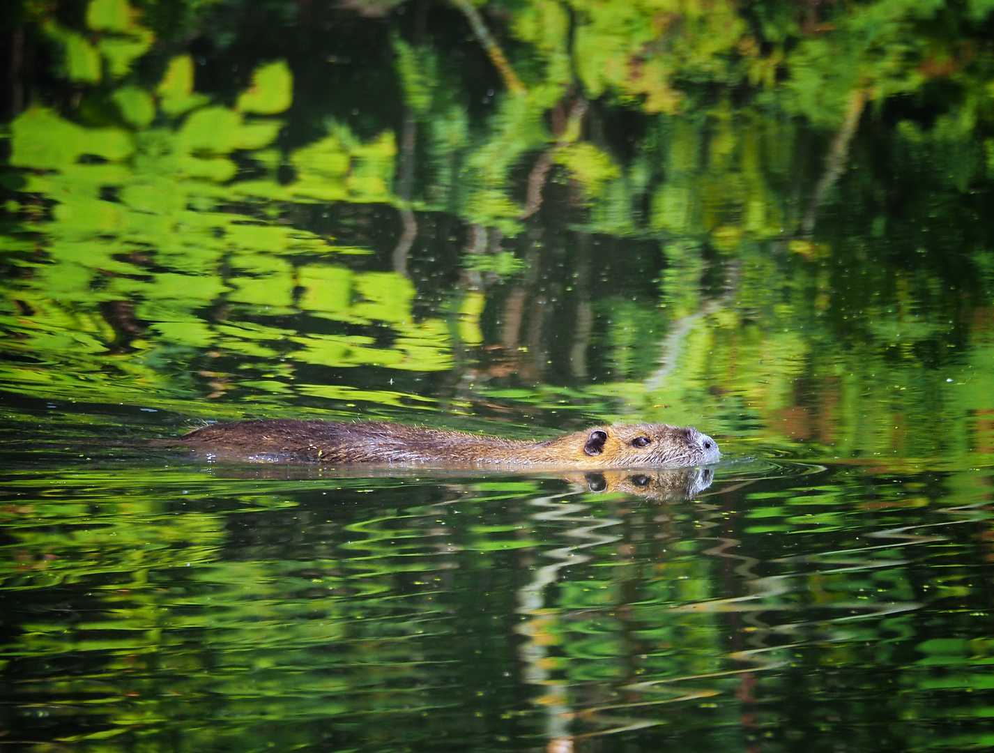 Sumpfbiber/ Nutria in der Ruhr