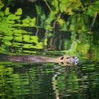 Sumpfbiber/ Nutria in der Ruhr