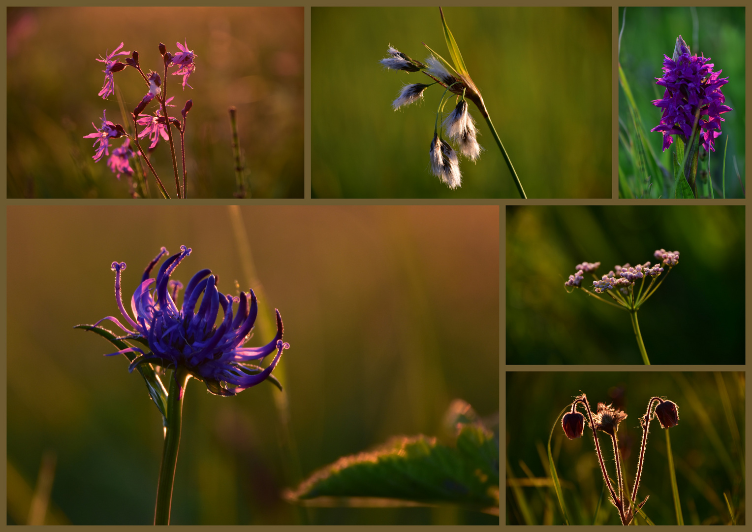 Sumpfblumen im Abendlicht 