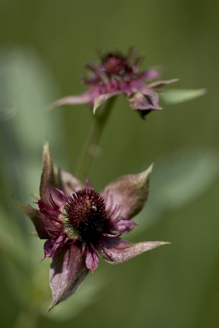 Sumpfblutauge (potentille palustris)