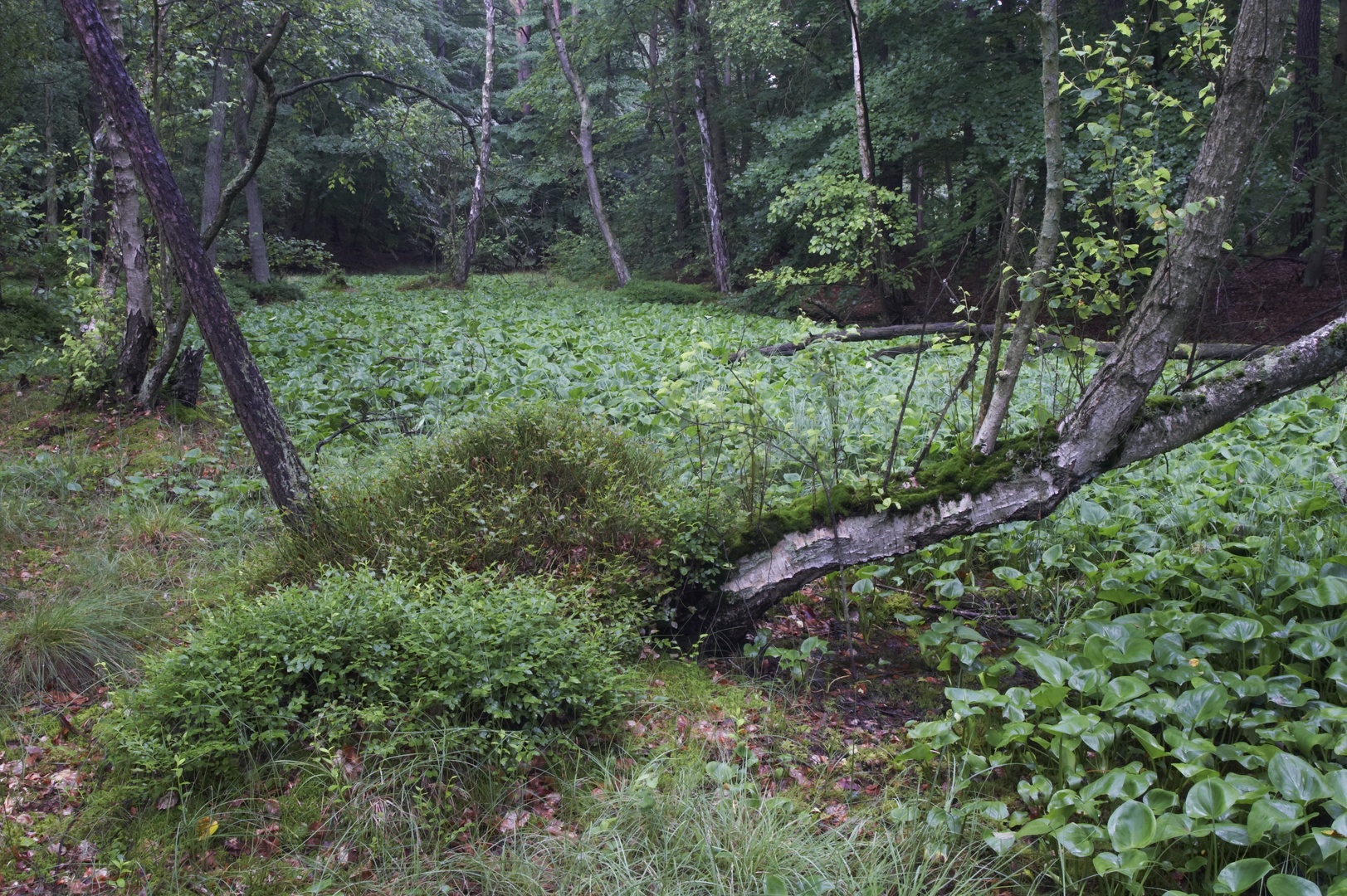 Sumpfcalla, Calla palustris - Bestand, Water Arum - Existence