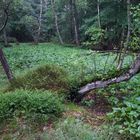 Sumpfcalla, Calla palustris - Bestand, Water Arum - Existence