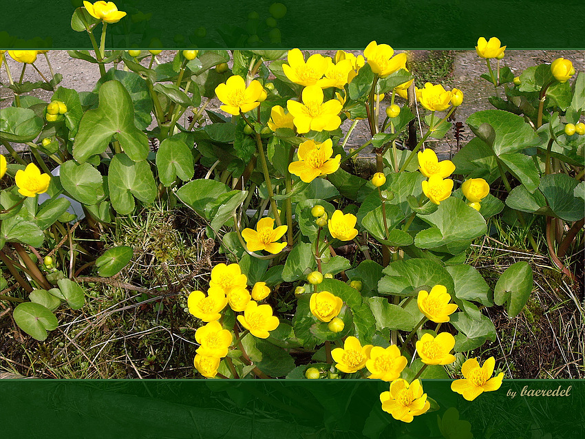 Sumpfdotter- blume (caltha palustris) * eine ganze Wanne voll...