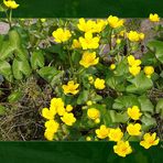 Sumpfdotter- blume (caltha palustris) * eine ganze Wanne voll...