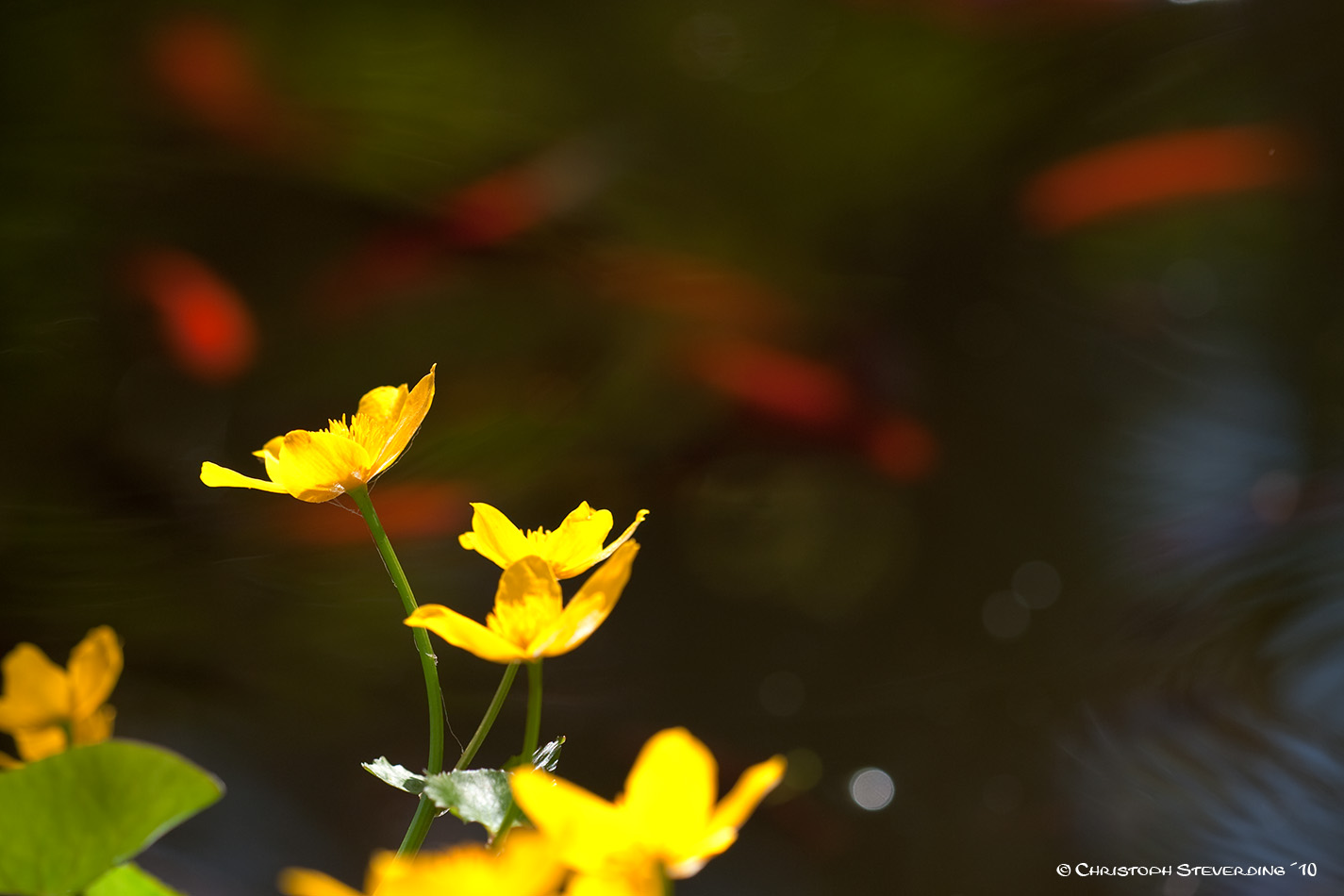 Sumpfdotter Blume mit Goldfischbokeh