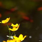 Sumpfdotter Blume mit Goldfischbokeh