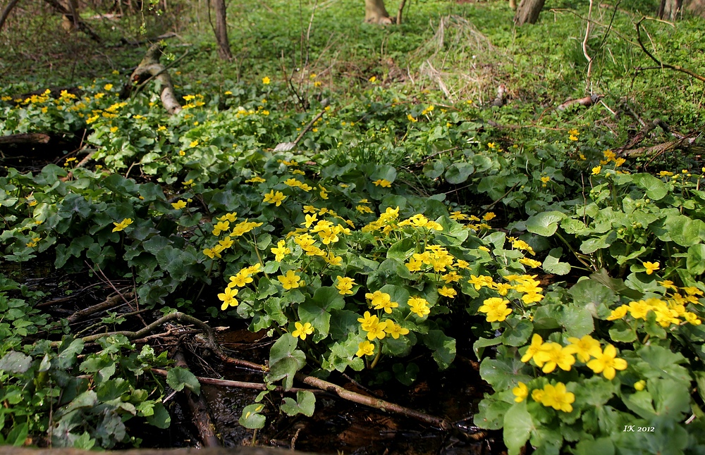 Sumpfdotterblümchen