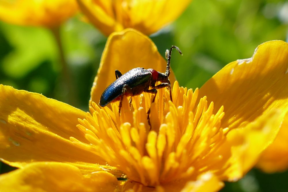 Sumpfdotterblüte