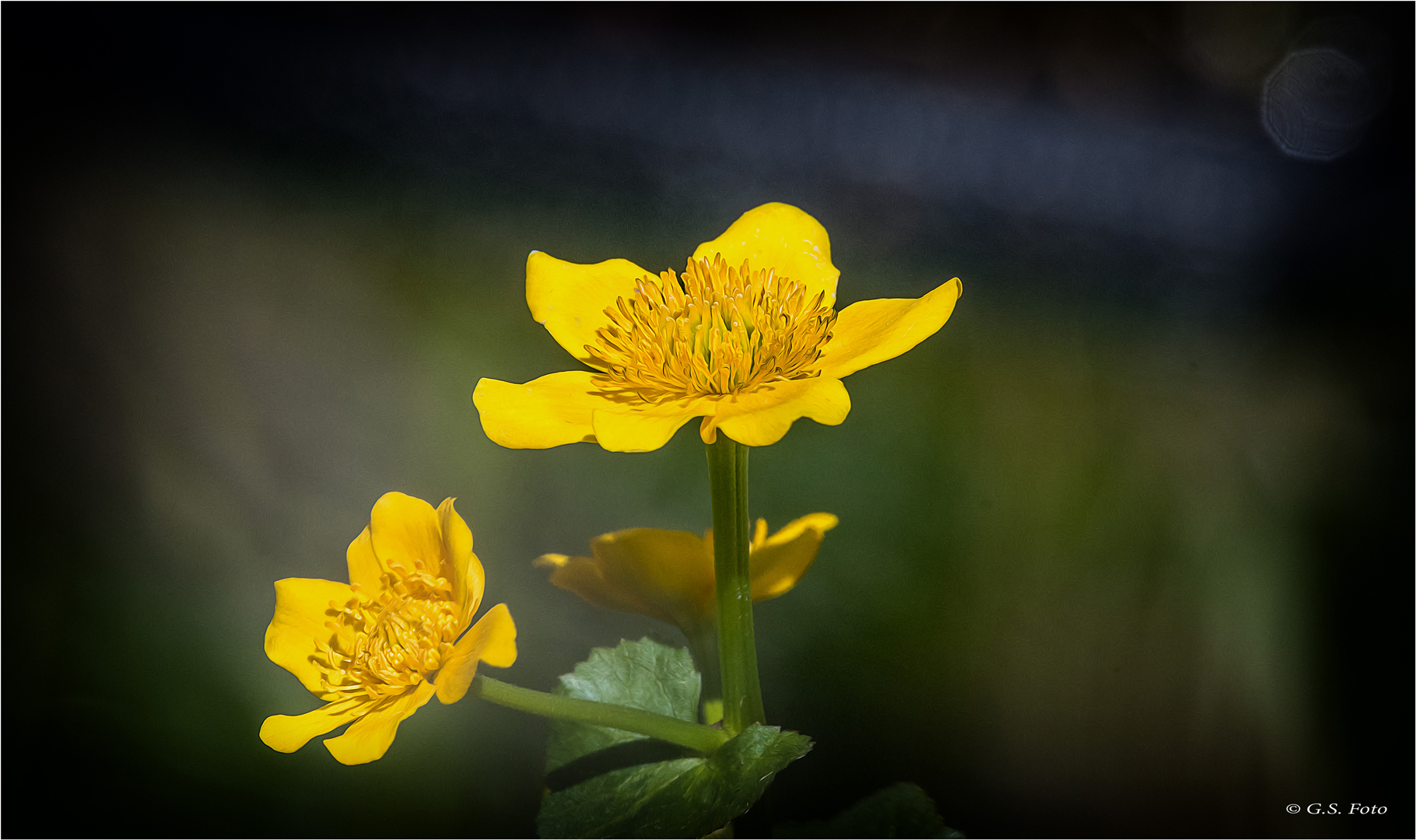 Sumpfdotterblume
