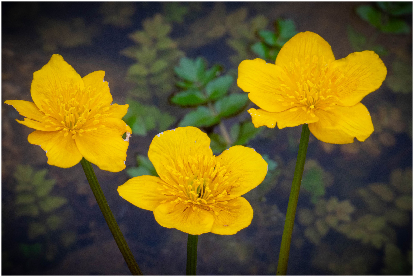 Sumpfdotterblume