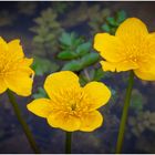 Sumpfdotterblume
