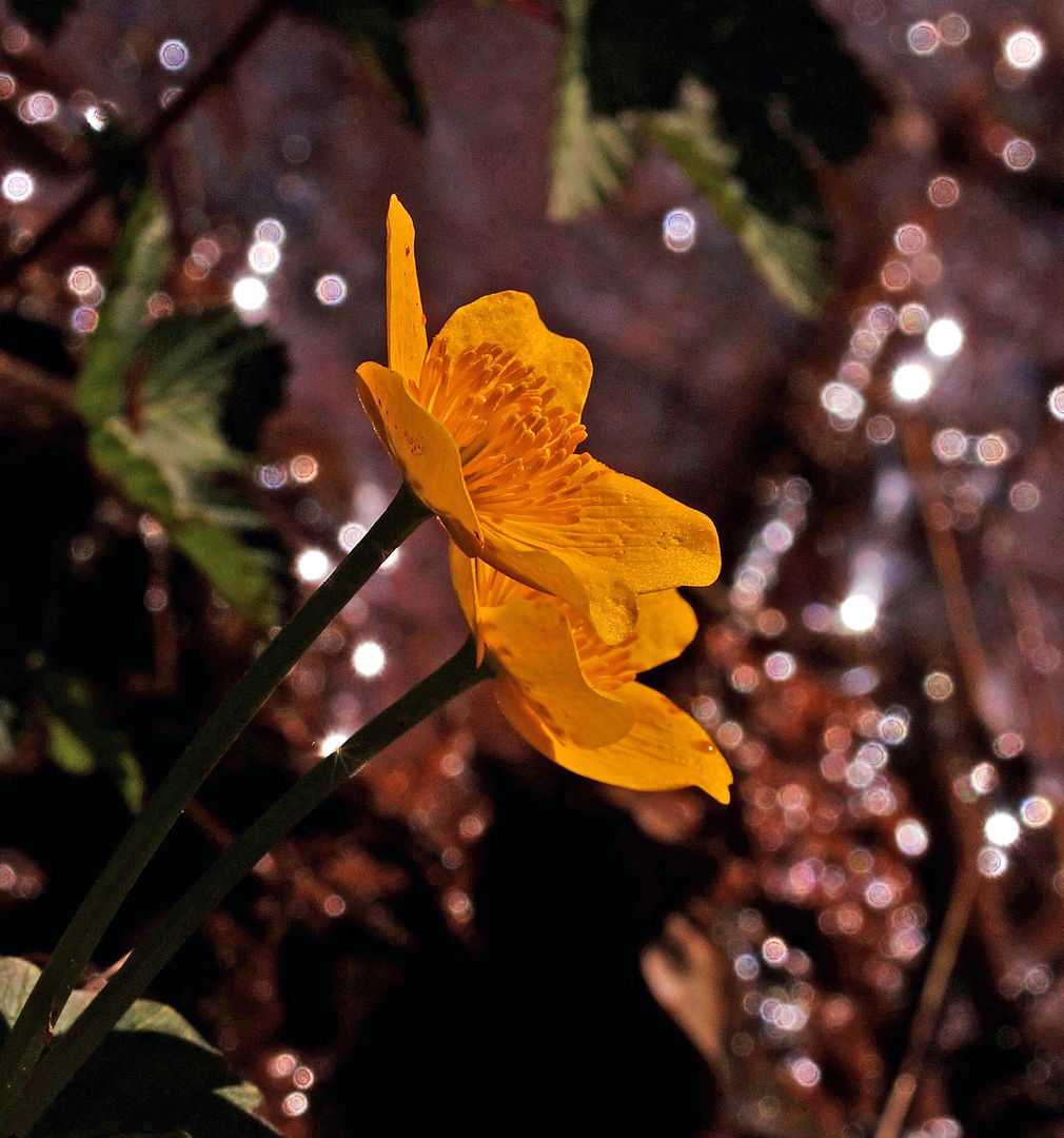 Sumpfdotterblume am Bachlauf.