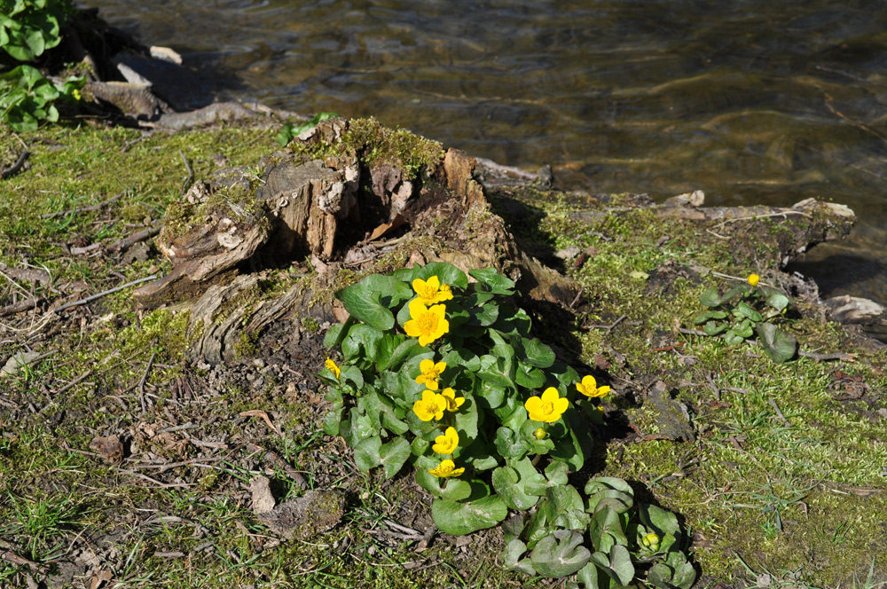 Sumpfdotterblume am Teich