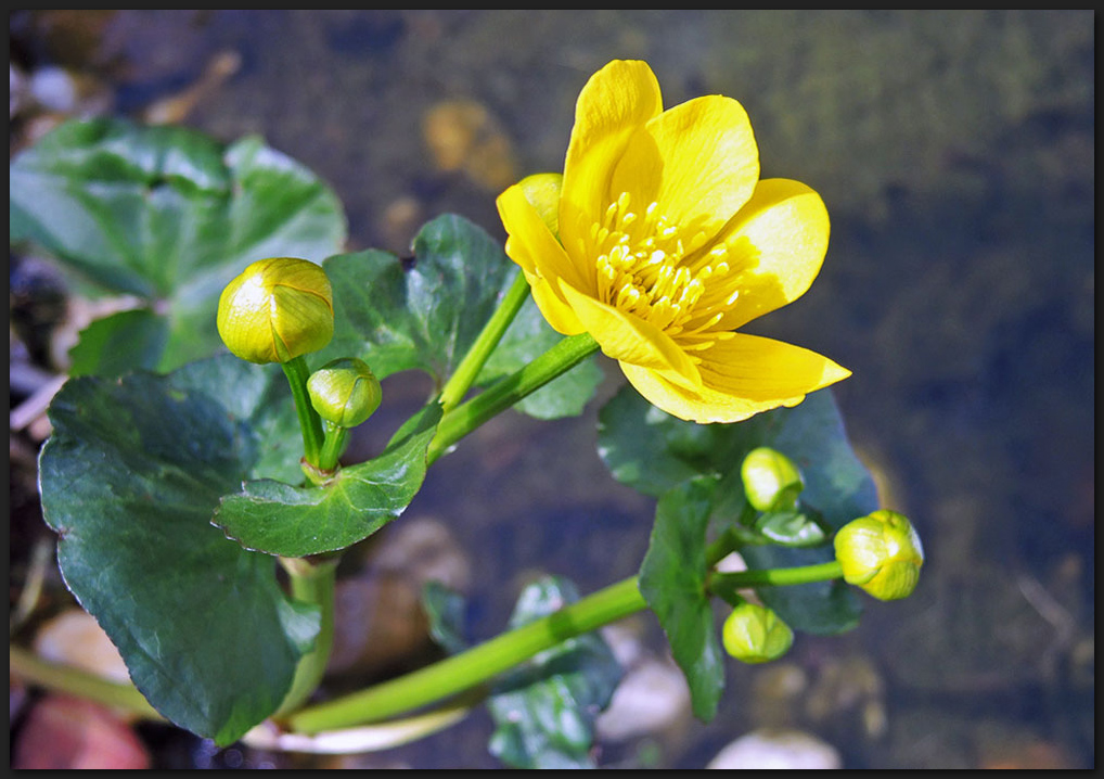 Sumpfdotterblume am Teichrand