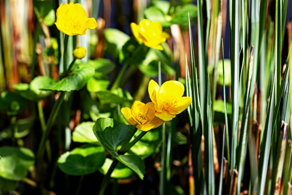 Sumpfdotterblume an meinem Teich