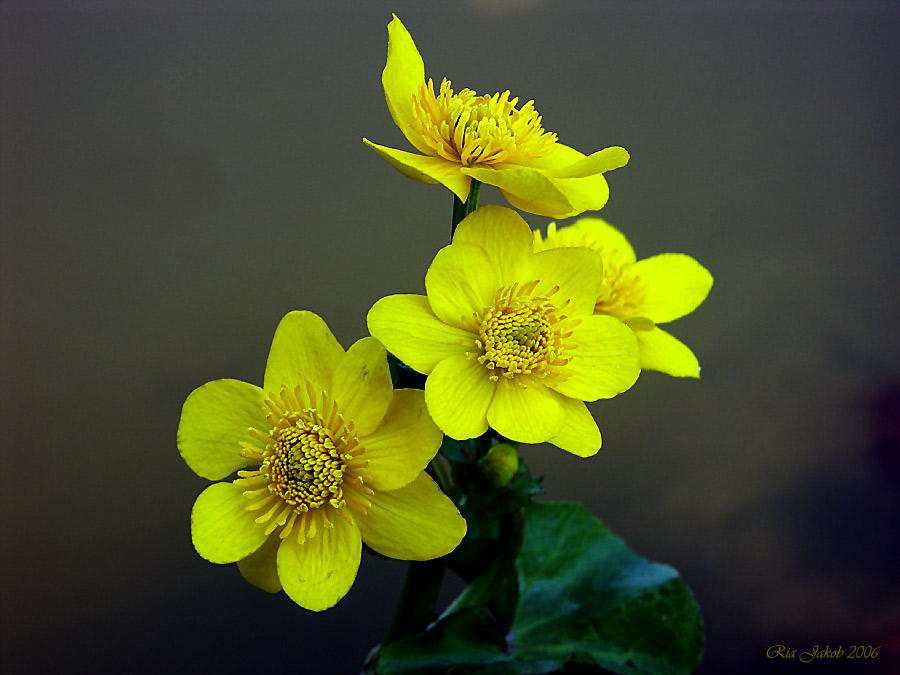 sumpfdotterblume an meinem teich