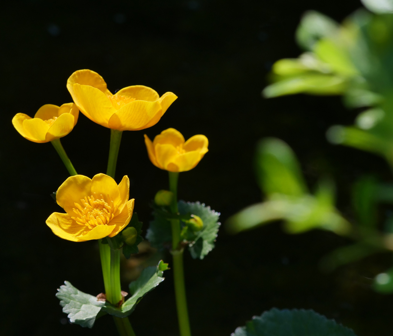 31+ Sumpfdotterblume Teich, Wenn du einen gartenteich hast, kannst du