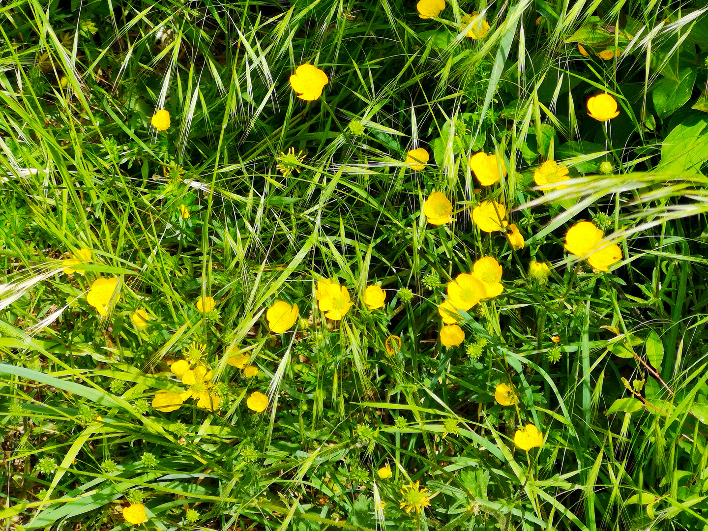 Sumpfdotterblume (Caltha palustis)