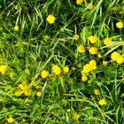 Sumpfdotterblume (Caltha palustis)