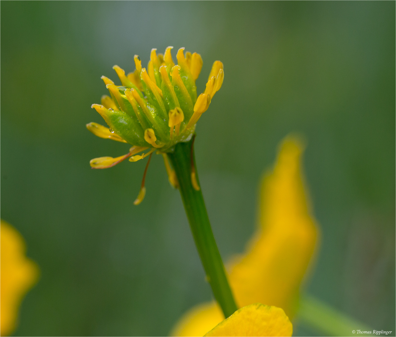 Sumpfdotterblume (Caltha palustris)....