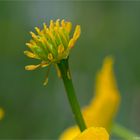 Sumpfdotterblume (Caltha palustris)....