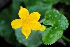 Sumpfdotterblume (Caltha palustris)