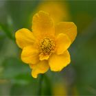 Sumpfdotterblume (Caltha palustris).