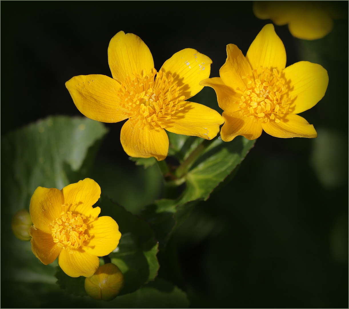 Sumpfdotterblume (Caltha palustris)...