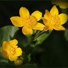 Sumpfdotterblume (Caltha palustris)...