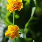 Sumpfdotterblume (Caltha palustris)