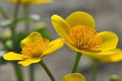 Sumpfdotterblume (Caltha palustris)