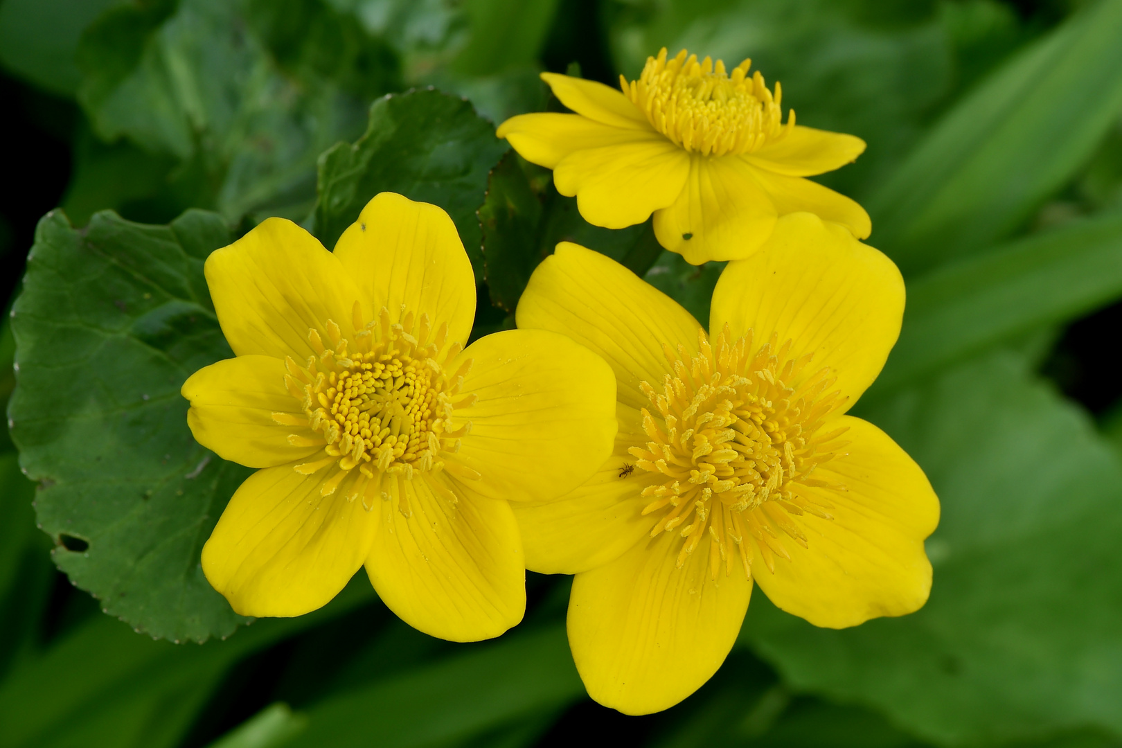 Sumpfdotterblume (Caltha palustris)