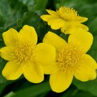 Sumpfdotterblume (Caltha palustris)