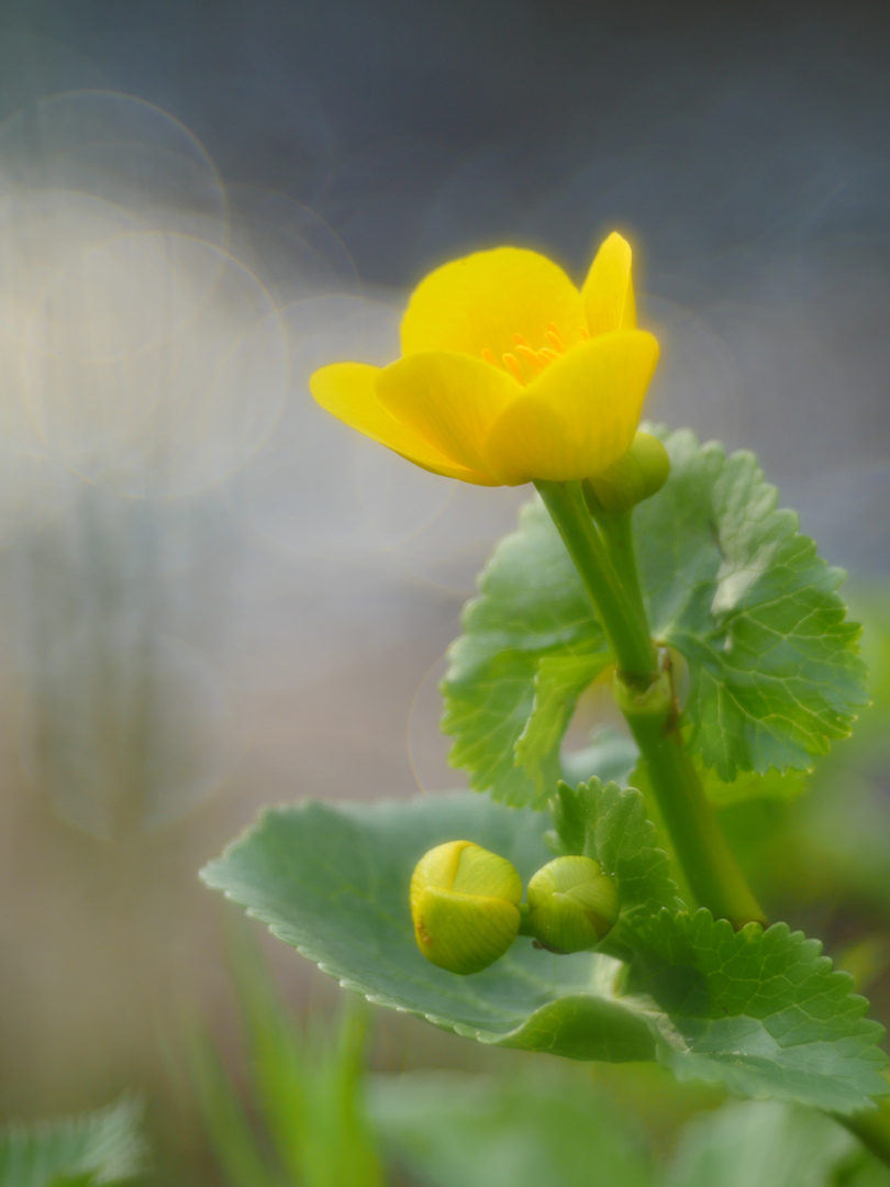 Sumpfdotterblume (Caltha palustris)