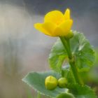 Sumpfdotterblume (Caltha palustris)