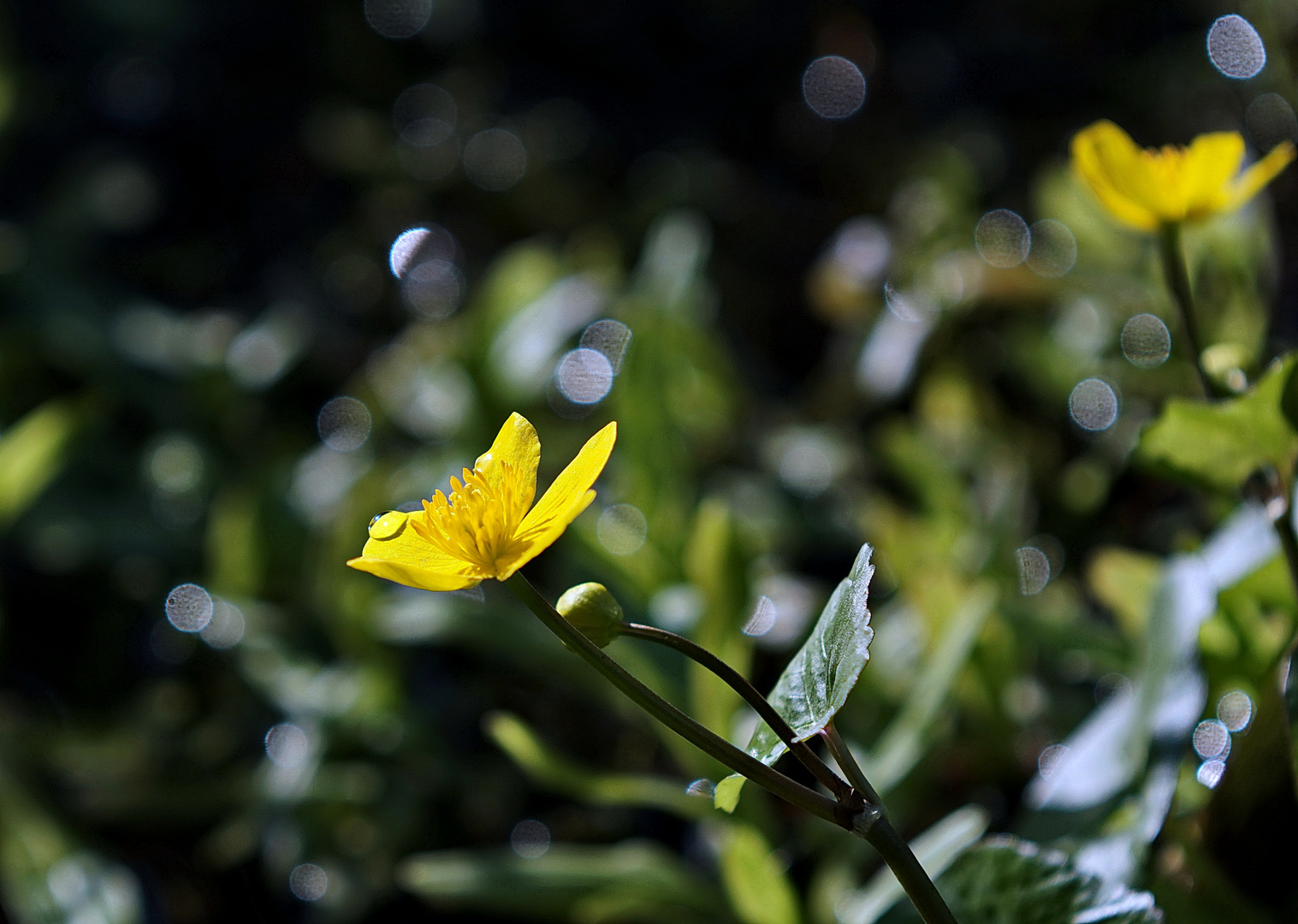 Sumpfdotterblume (Caltha palustris)