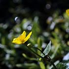 Sumpfdotterblume (Caltha palustris)